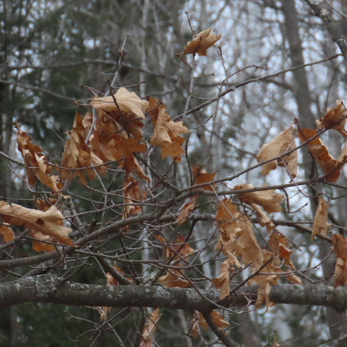 Quercus rubra (Northern Red Oak)