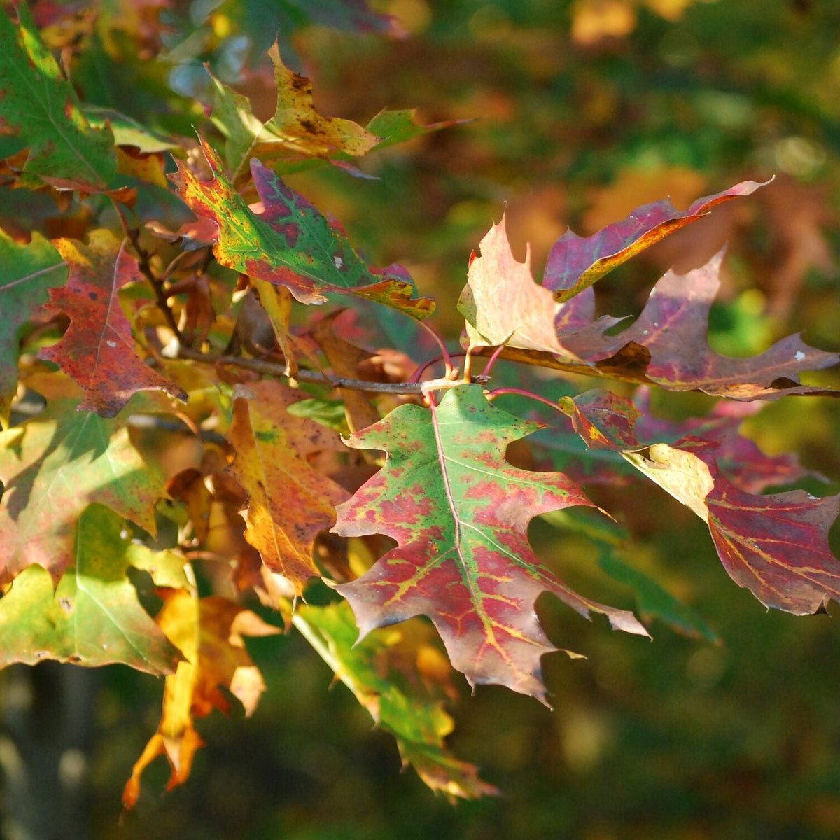Quercus rubra (Northern Red Oak)
