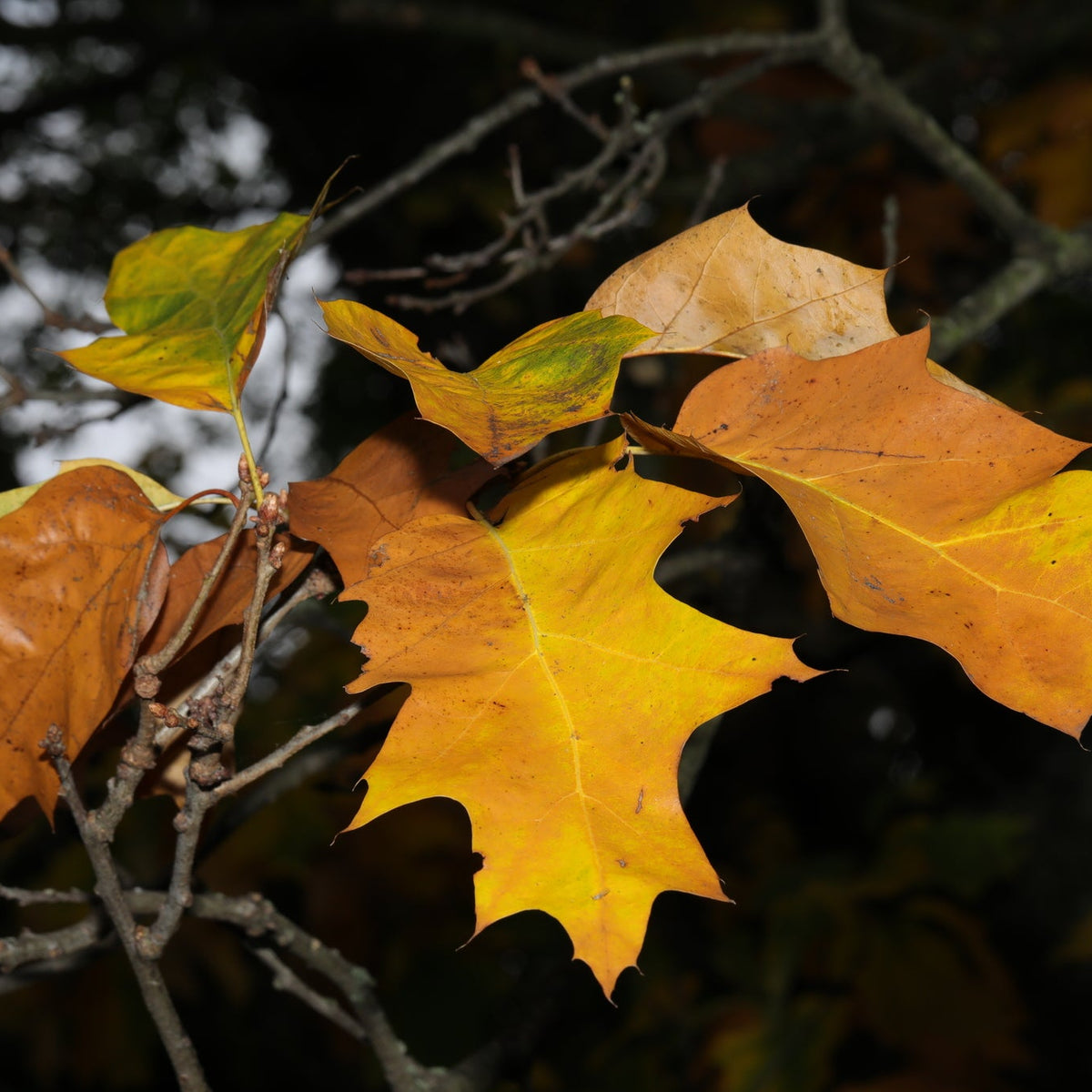 Quercus rubra (Northern Red Oak)