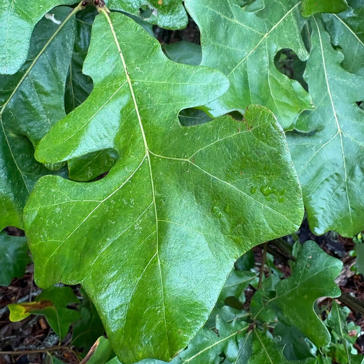 Quercus stellata (Post Oak)