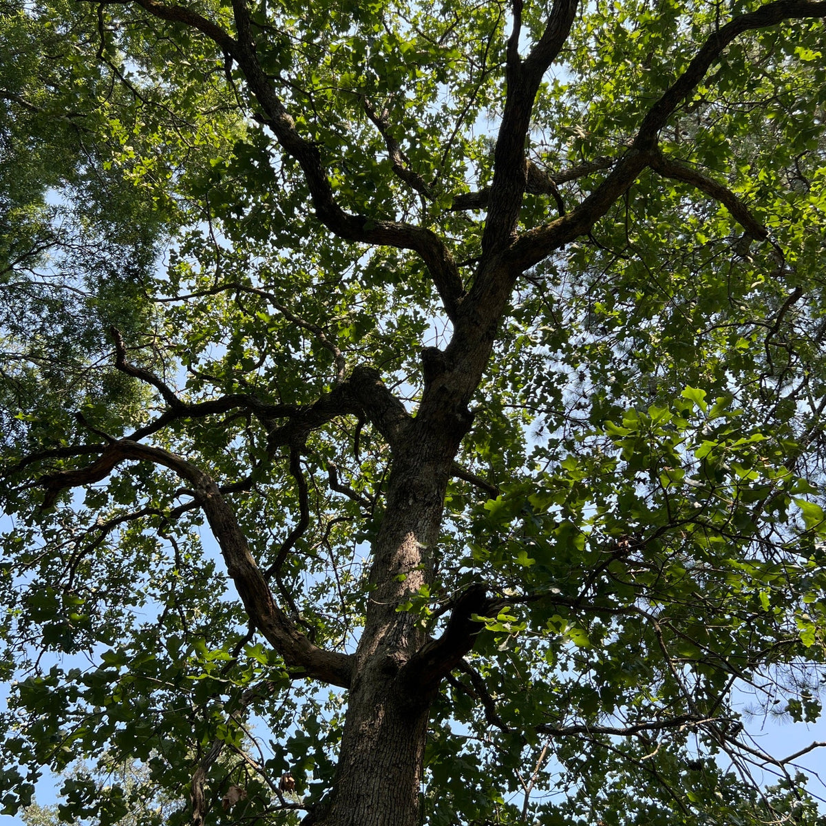 Quercus stellata (Post Oak)