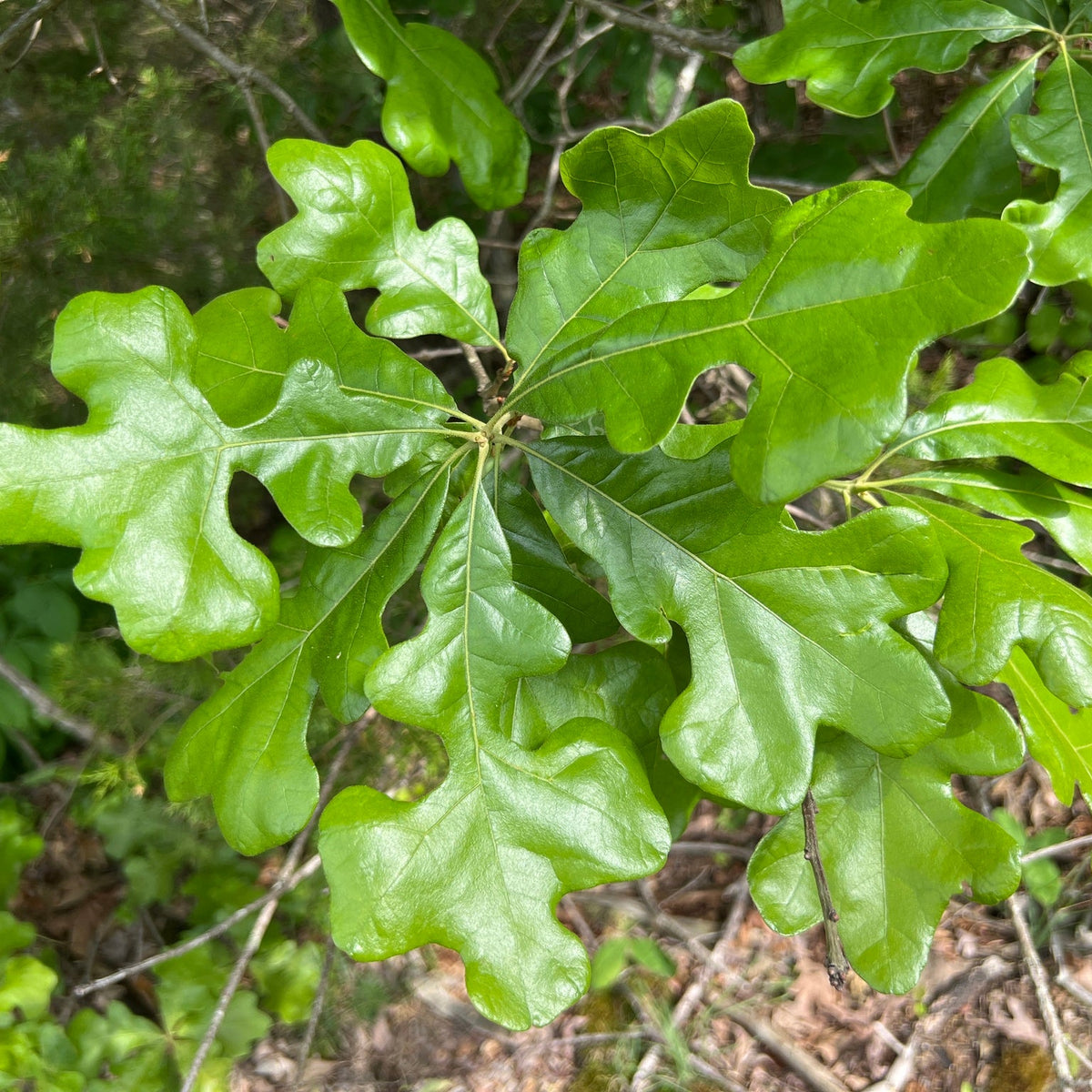 Quercus stellata (Post Oak)