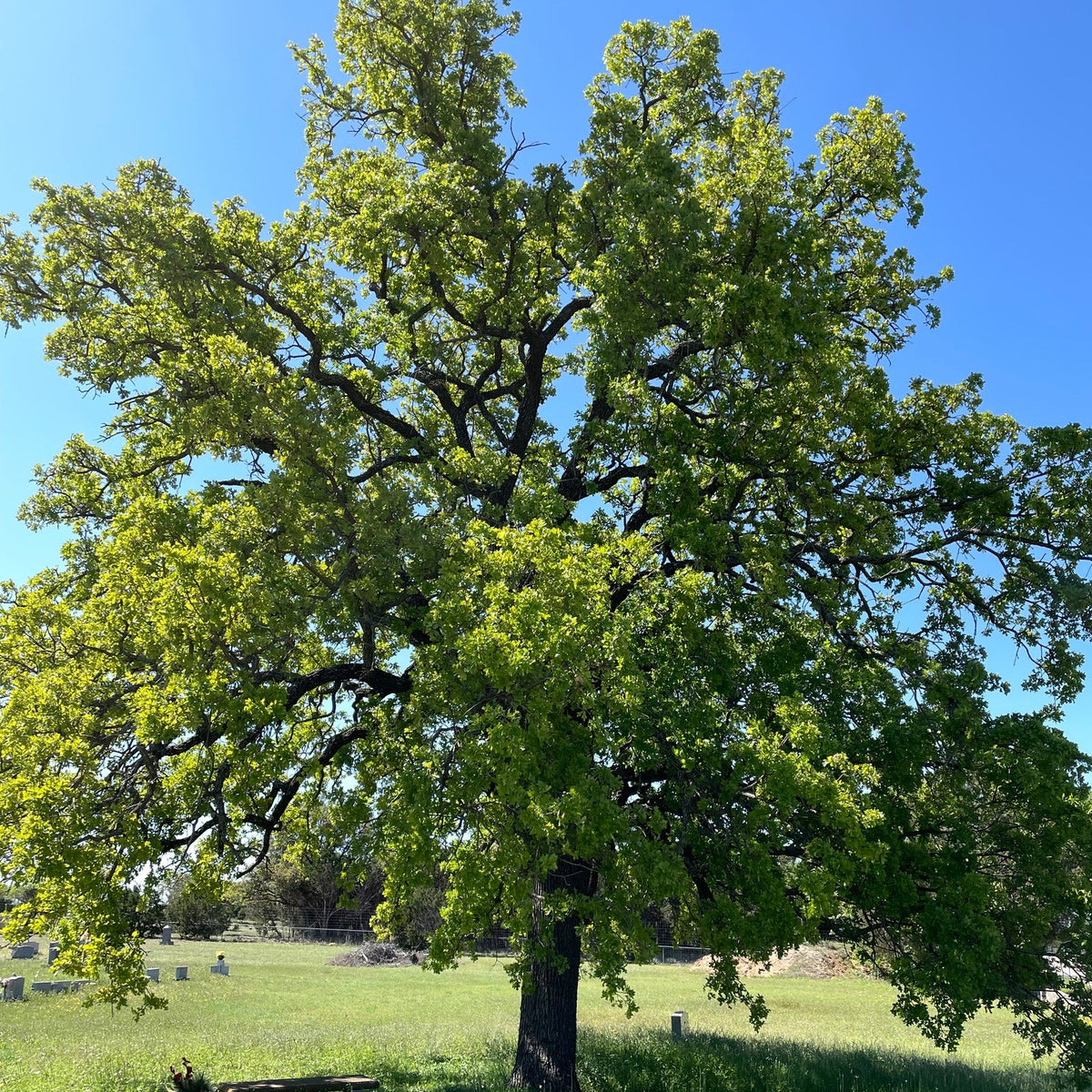 Quercus stellata (Post Oak)