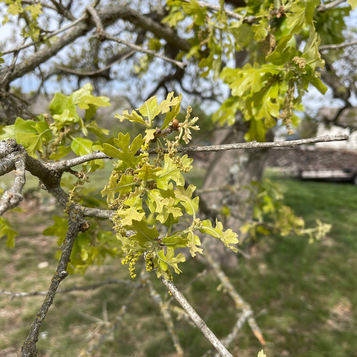 Quercus stellata (Post Oak)