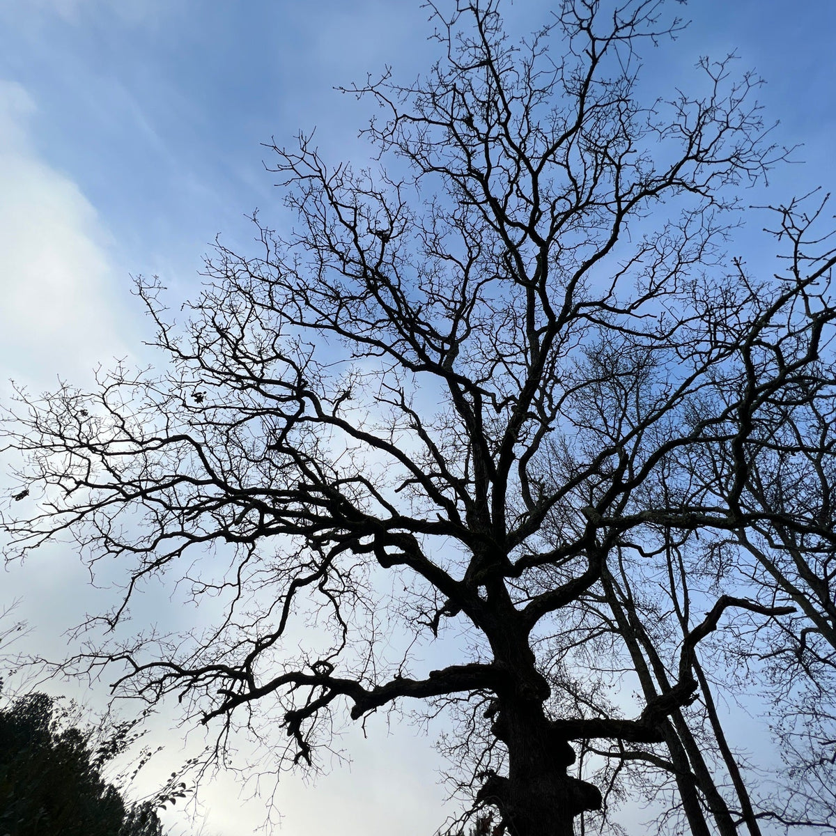 Quercus stellata (Post Oak)