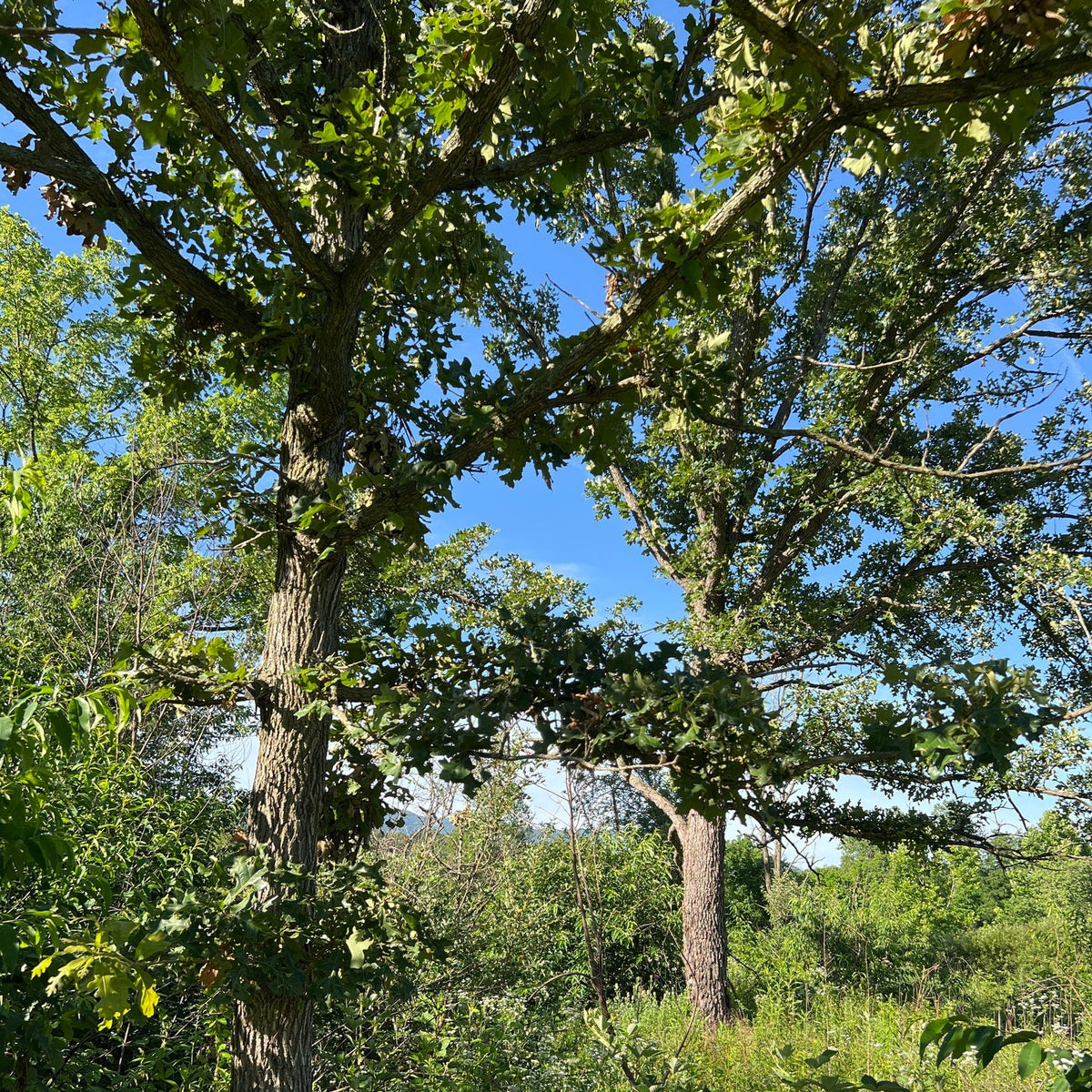 Quercus stellata (Post Oak)