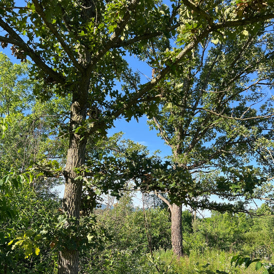 Quercus stellata (Post Oak)