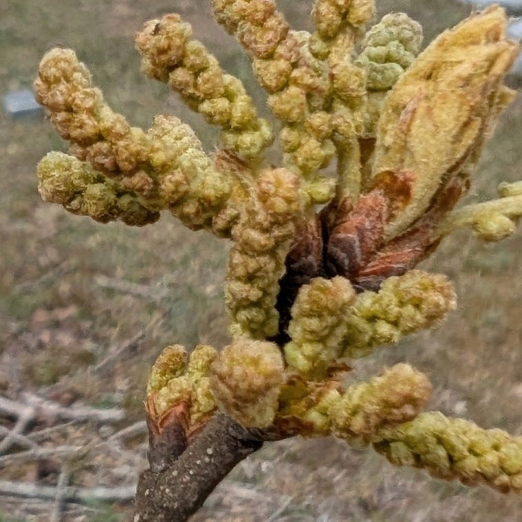 Quercus stellata (Post Oak)