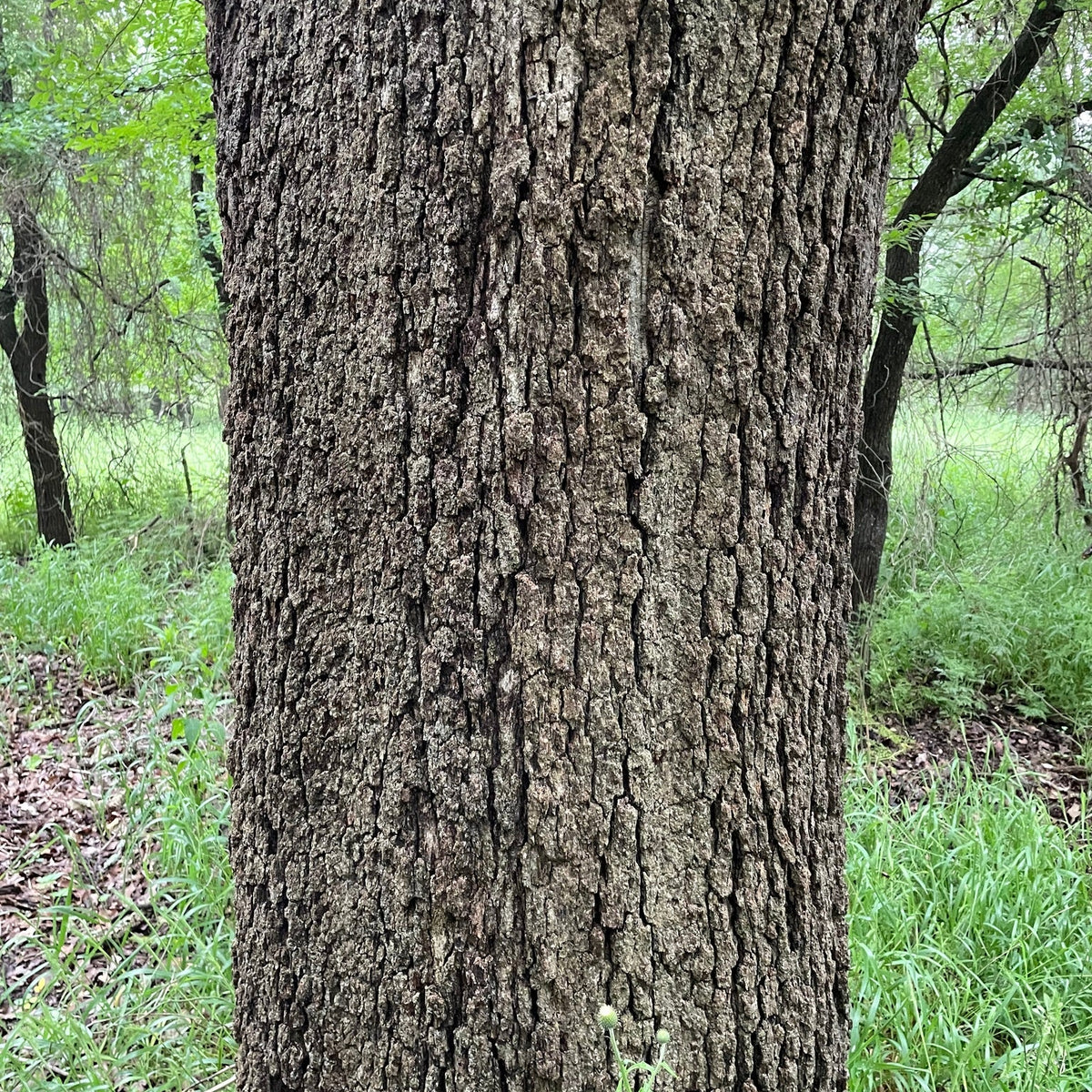 Quercus stellata (Post Oak)