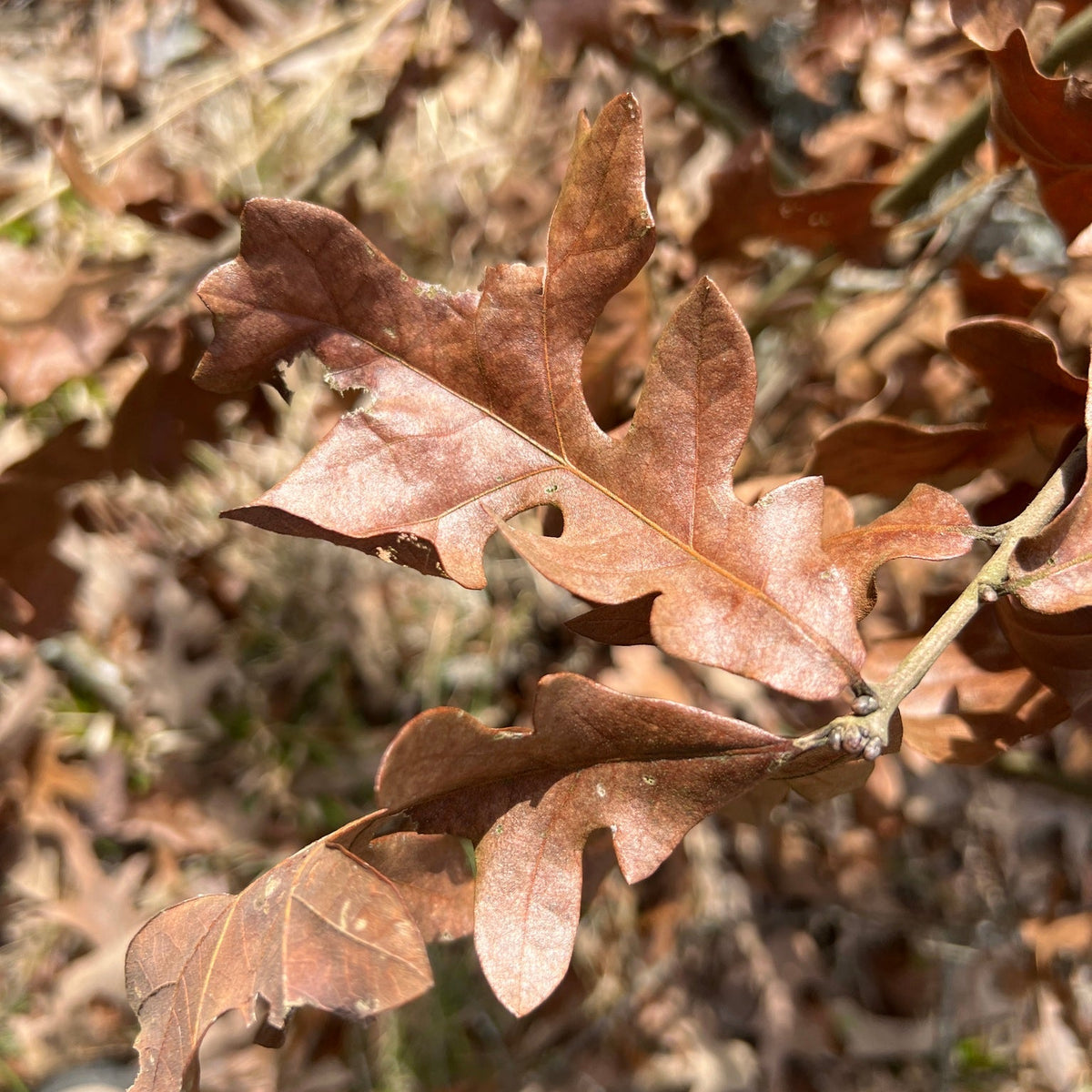 Quercus stellata (Post Oak)