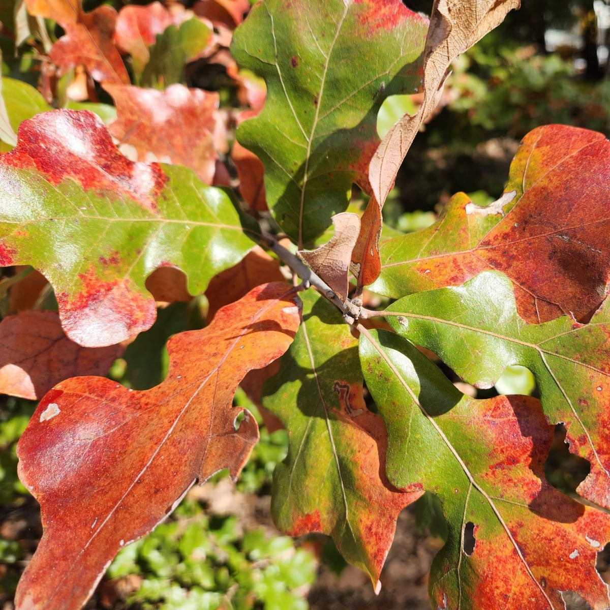 Quercus stellata (Post Oak)