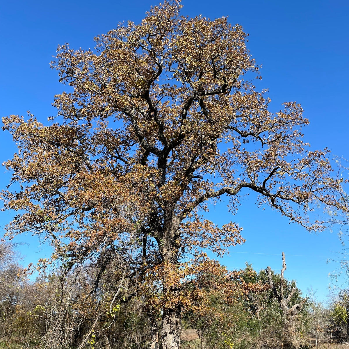 Quercus stellata (Post Oak)