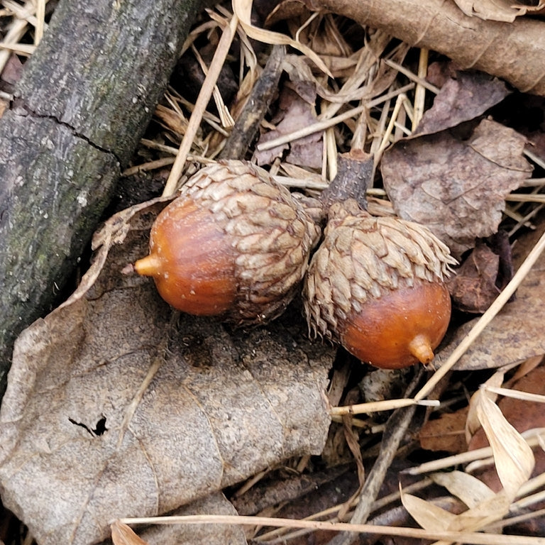 Quercus velutina (Black Oak)