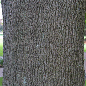 Quercus velutina (Black Oak)