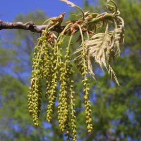 Quercus velutina (Black Oak)