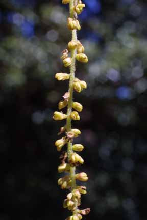 Quercus velutina (Black Oak)