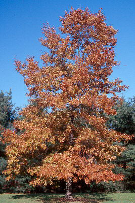 Quercus velutina (Black Oak)