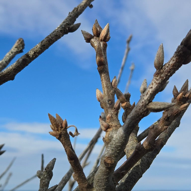 Quercus velutina (Black Oak)