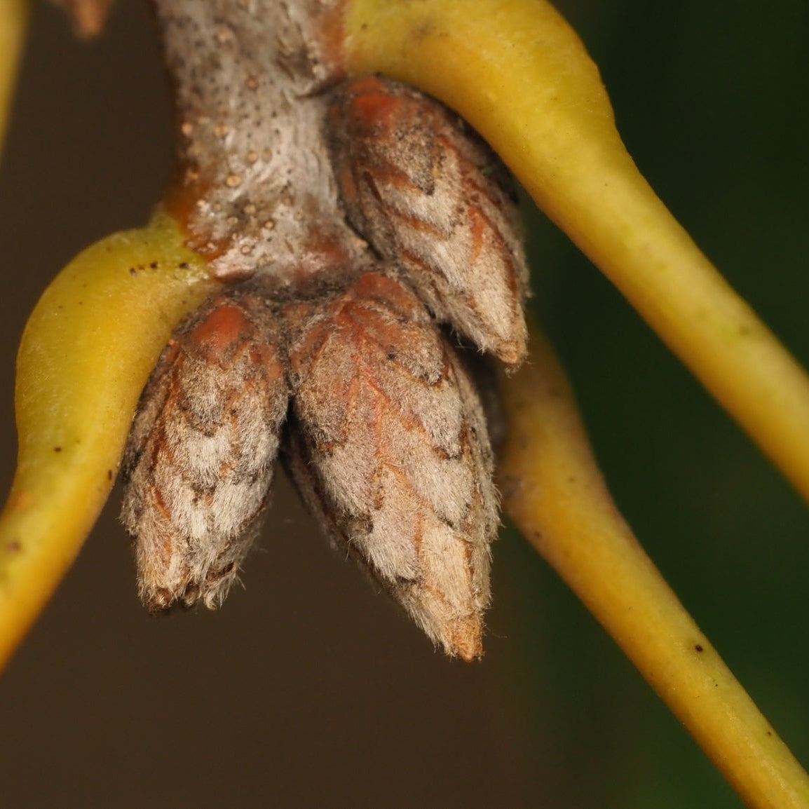Quercus velutina (Black Oak)