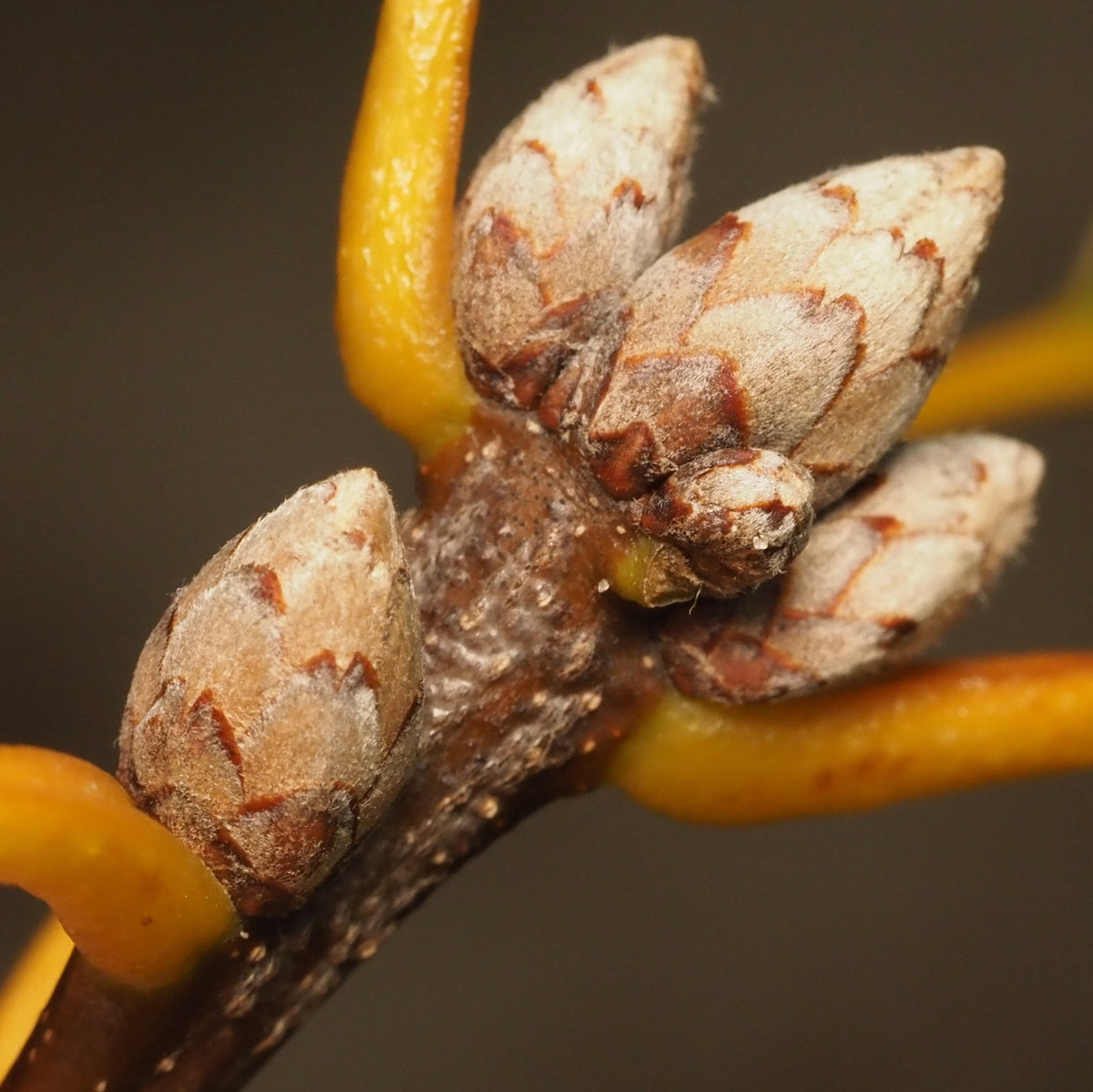 Quercus velutina (Black Oak)