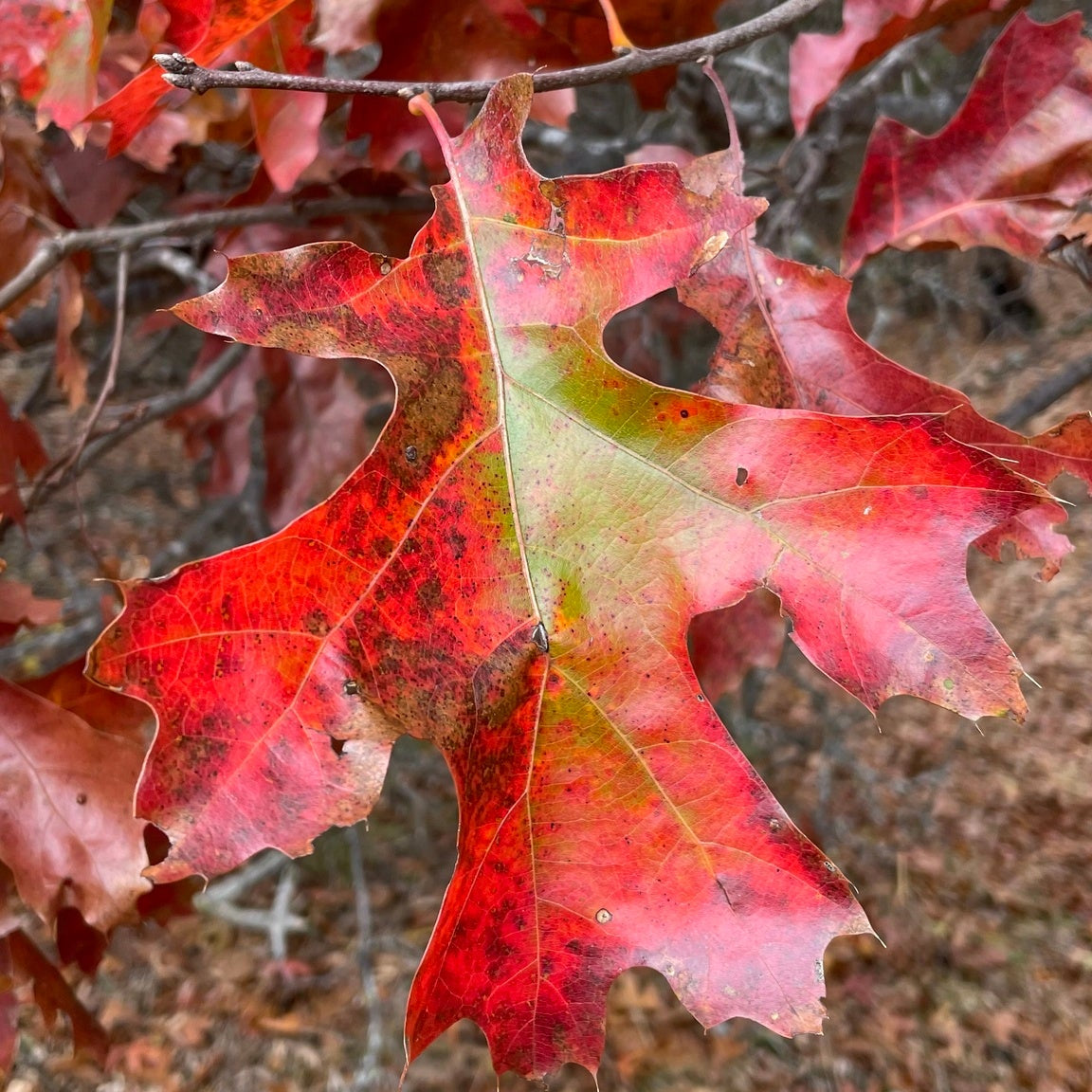 Quercus velutina (Black Oak)