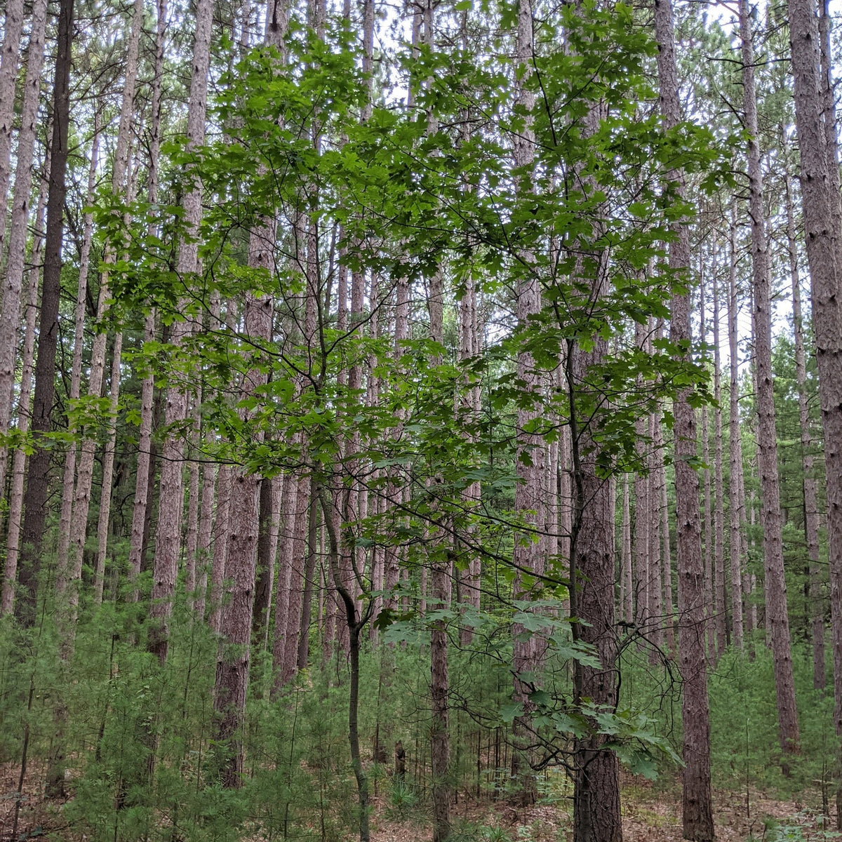 Quercus velutina (Black Oak)