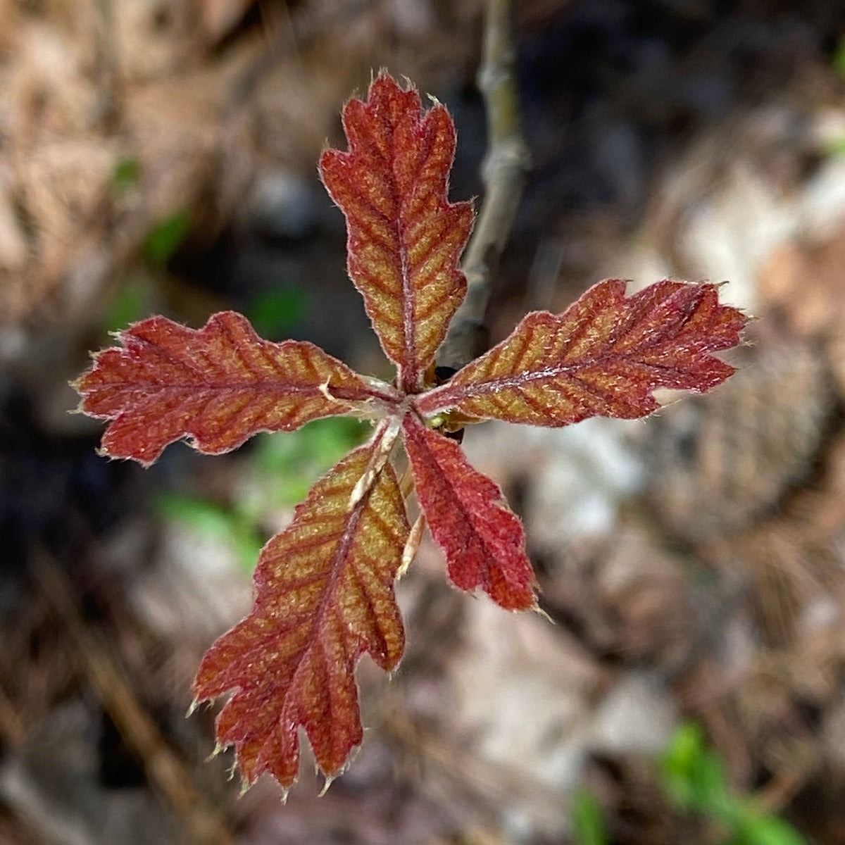 Quercus velutina (Black Oak)