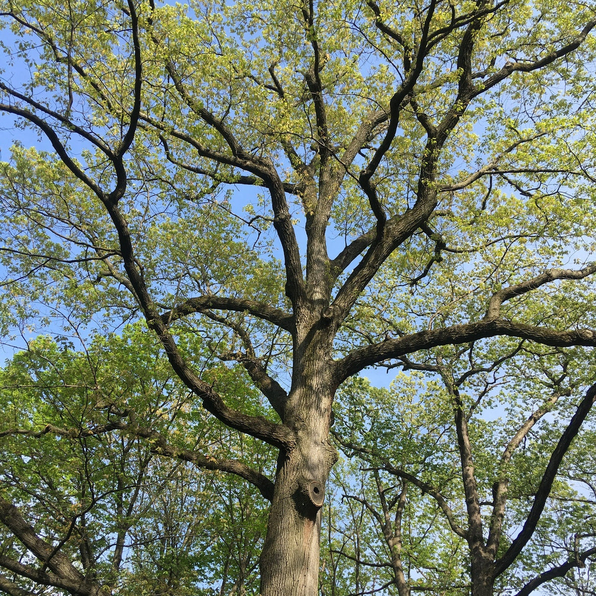 Quercus velutina (Black Oak)