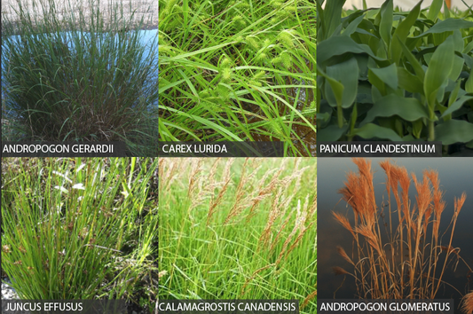 404: Rain Garden Native Grass Mix