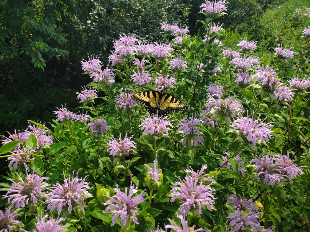 Monarda fistulosa (Wild Bergamot)