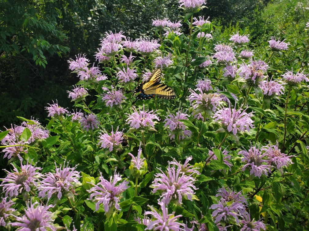 Monarda fistulosa (Wild Bergamot)