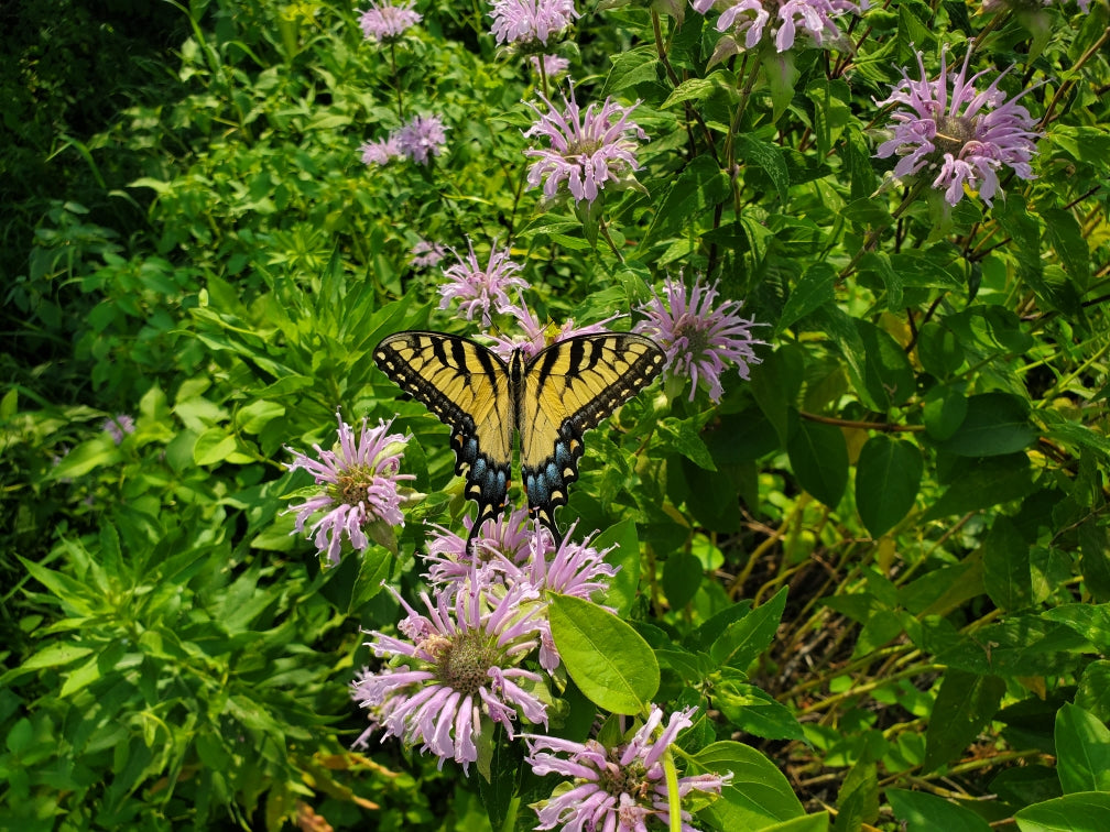 Monarda fistulosa (Wild Bergamot)