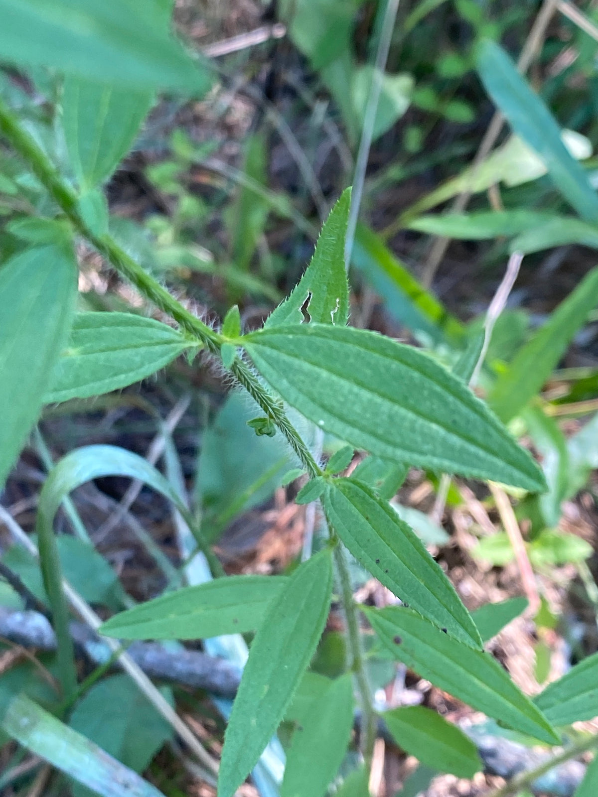 Rhexia mariana (Maryland Meadow Beauty)