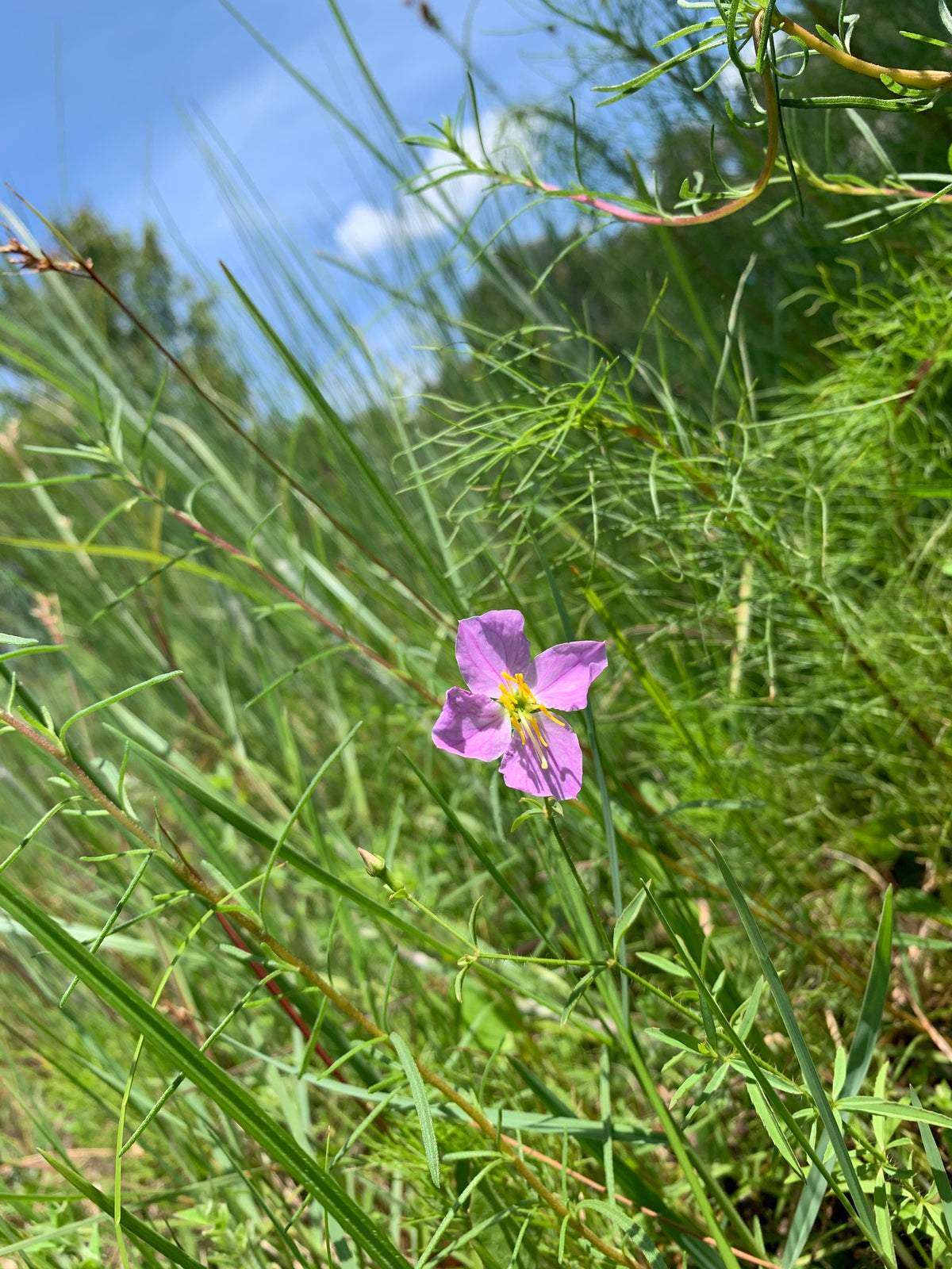 Rhexia mariana (Maryland Meadow Beauty)
