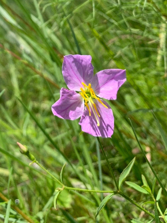 Rhexia mariana (Maryland Meadow Beauty)