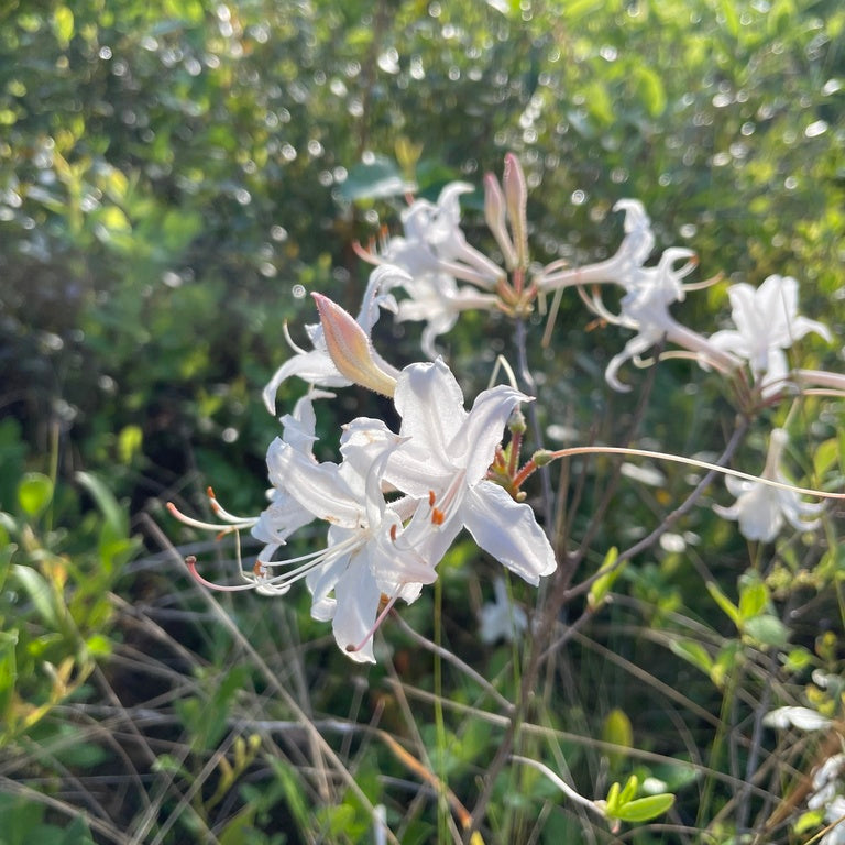 Rhododendron atlanticum (Coastal Azalea)