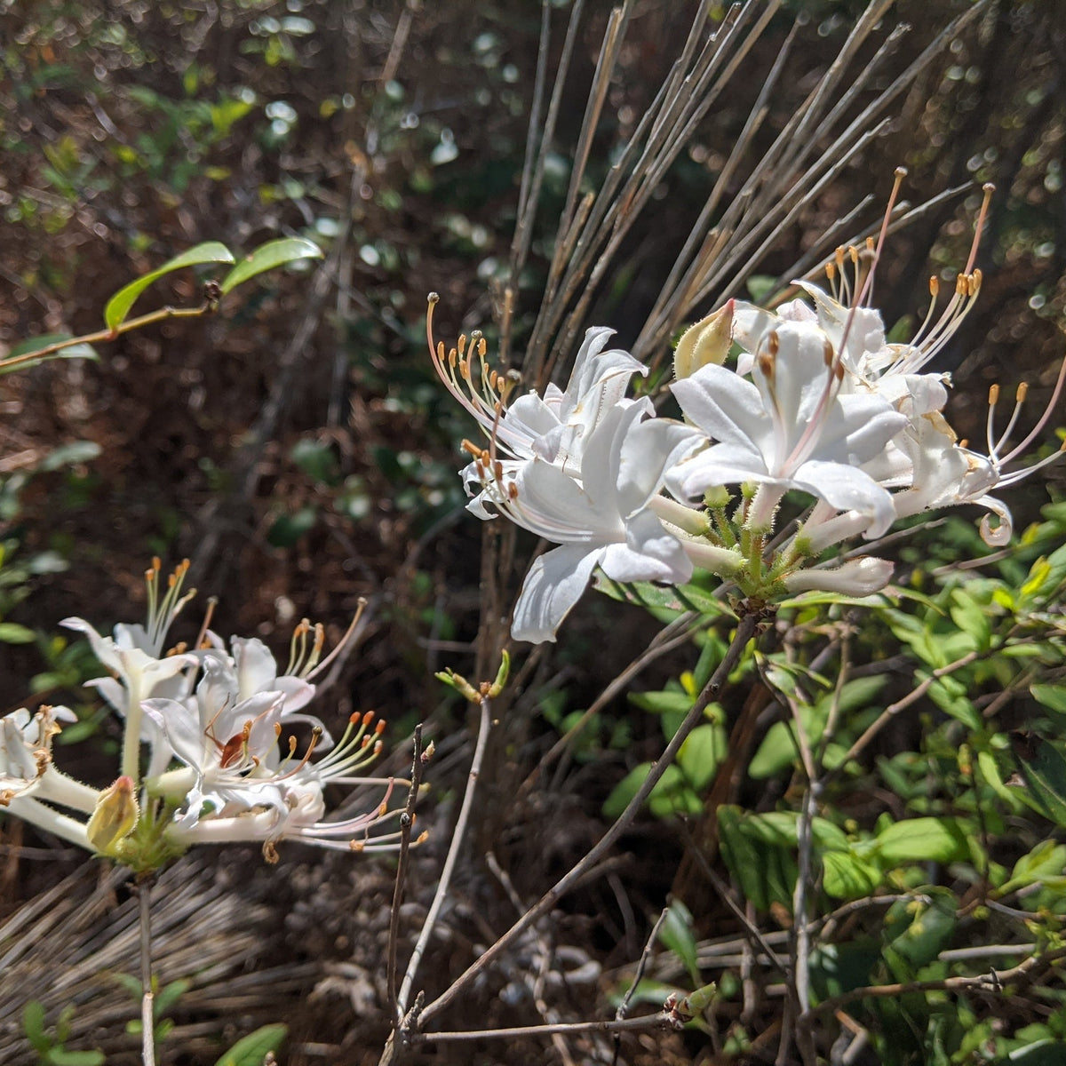 Rhododendron atlanticum (Coastal Azalea)