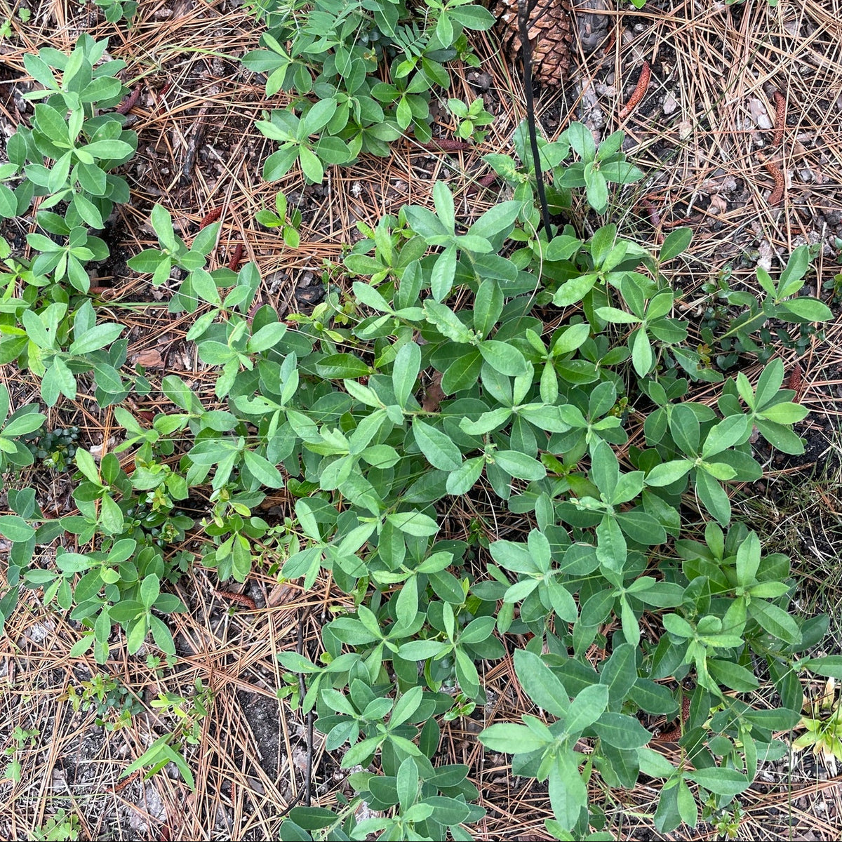 Rhododendron atlanticum (Coastal Azalea)