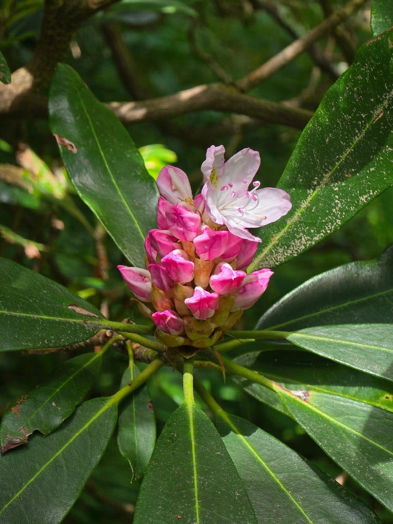 Rhododendron maximum (Rosebay Rhododendron)