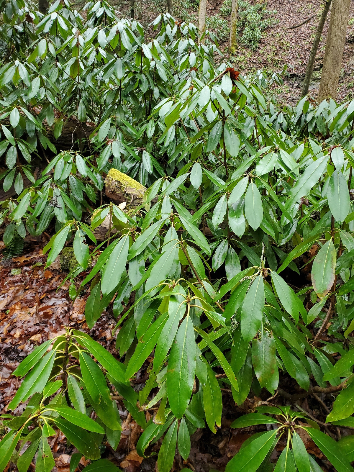 Rhododendron maximum (Rosebay Rhododendron)