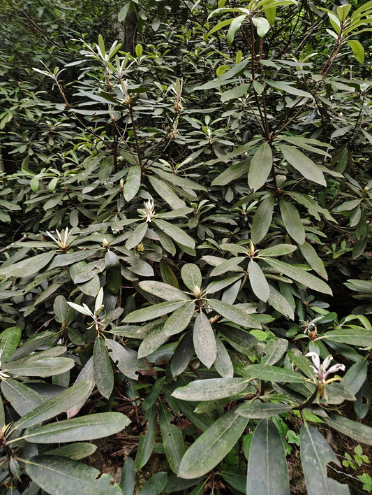 Rhododendron maximum (Rosebay Rhododendron)
