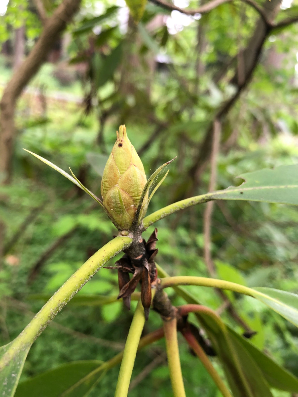 Rhododendron maximum (Rosebay Rhododendron)