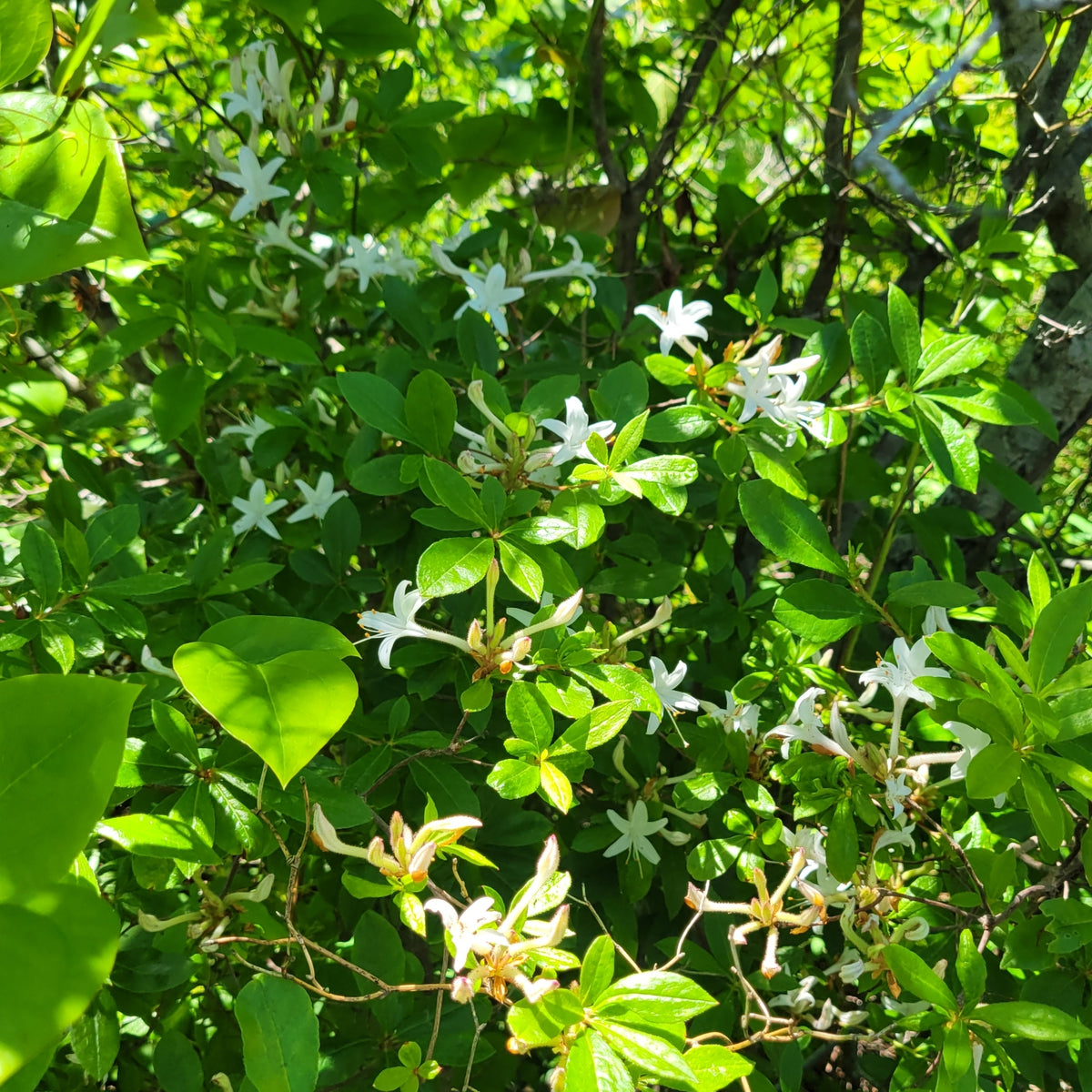 Rhododendron viscosum (Swamp Azalea)