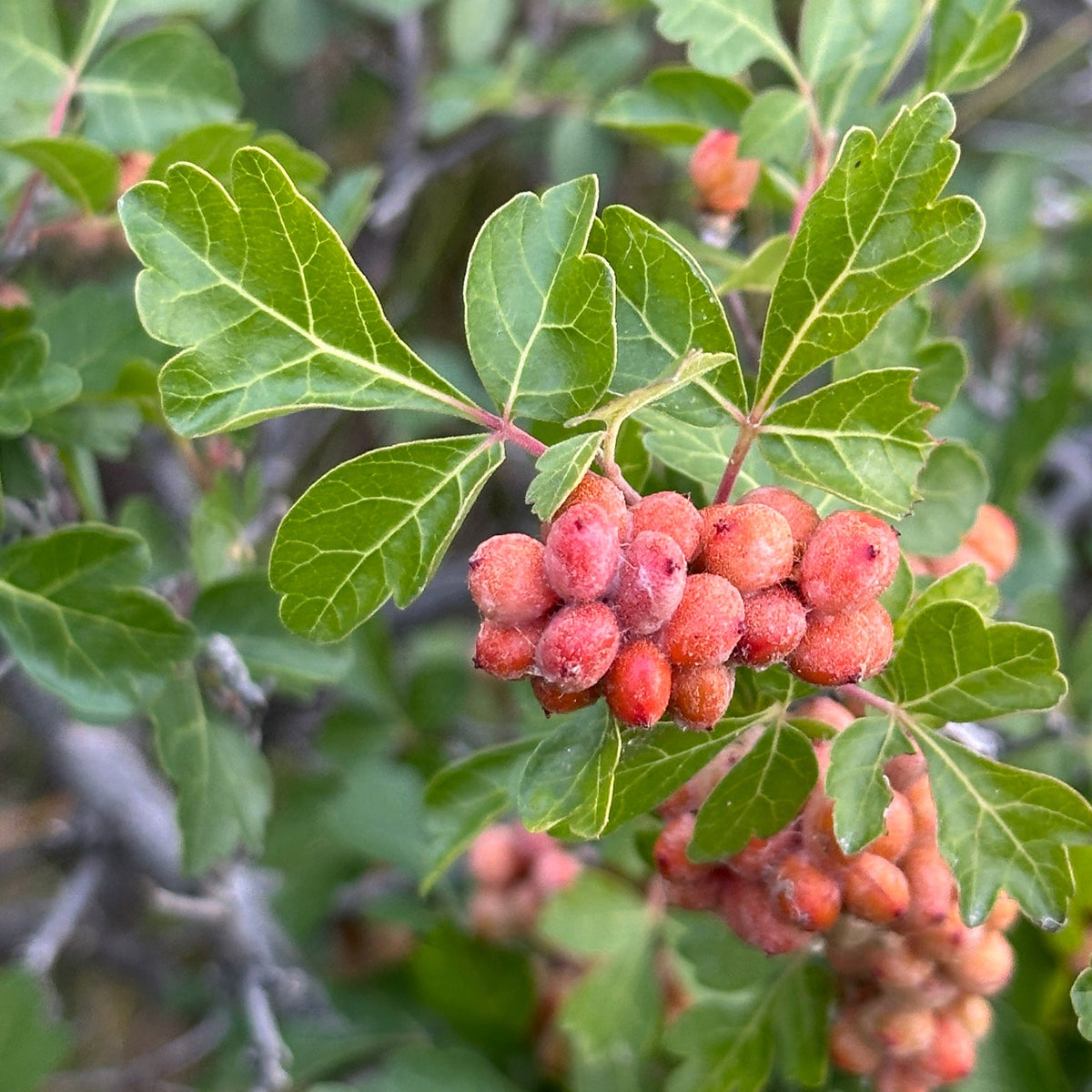 Rhus aromatica (Fragrant Sumac)
