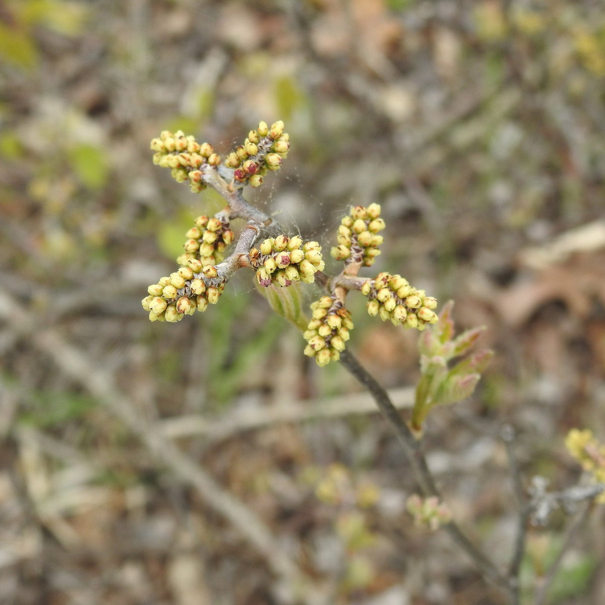 Rhus aromatica (Fragrant Sumac)