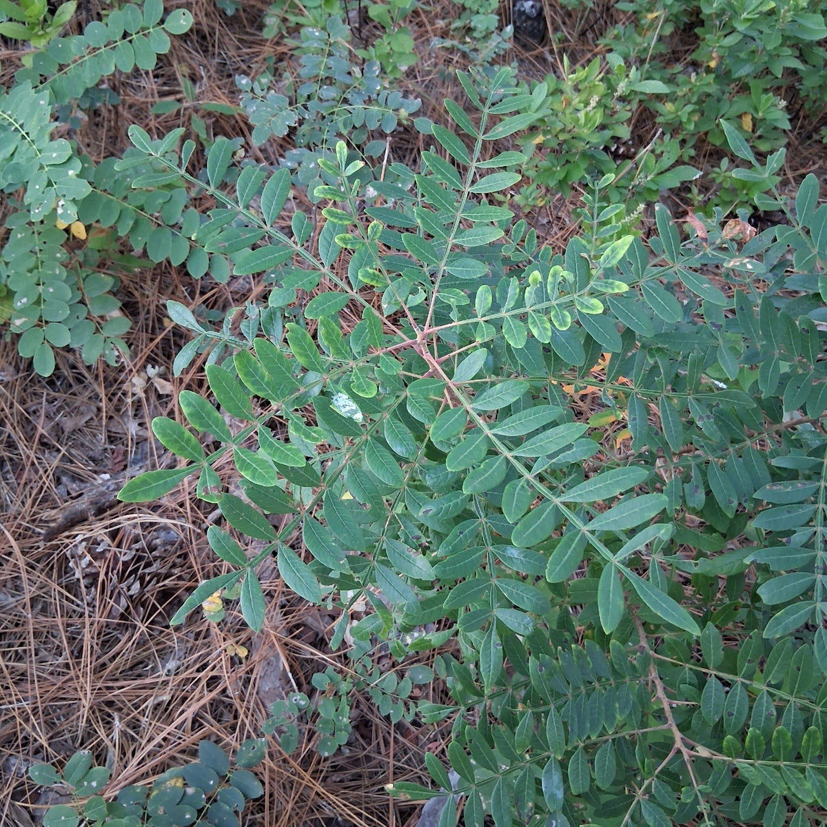 Rhus copallinum (Winged Sumac)