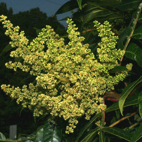 Rhus copallinum (Winged Sumac)