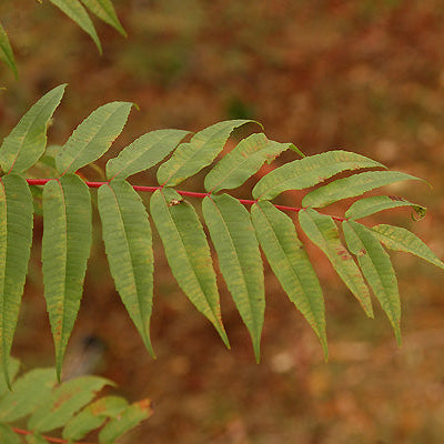 Rhus glabra (Smooth Sumac)