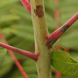 Rhus glabra (Smooth Sumac)