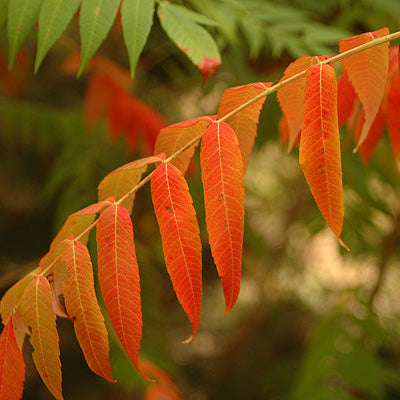 Rhus glabra (Smooth Sumac)